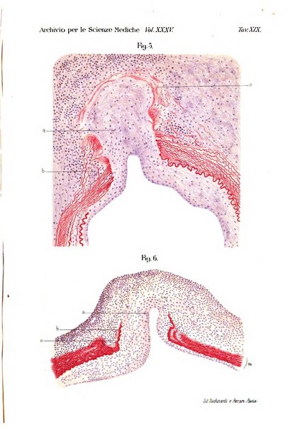 Archivio per le scienze mediche