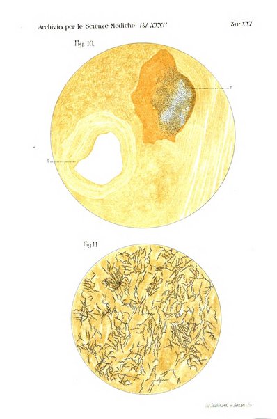 Archivio per le scienze mediche