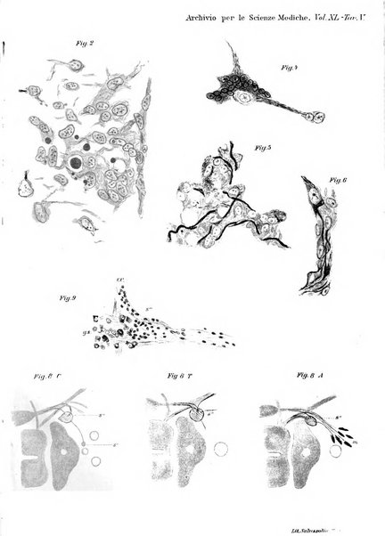 Archivio per le scienze mediche