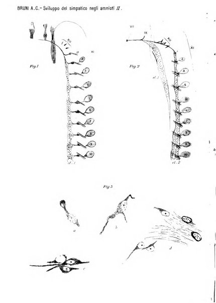 Archivio per le scienze mediche