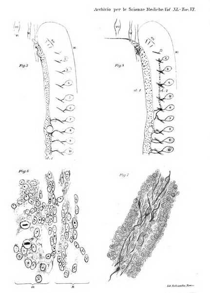 Archivio per le scienze mediche