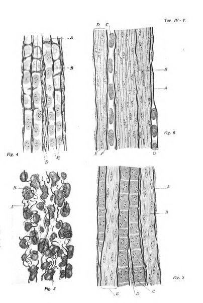 Archivio per le scienze mediche