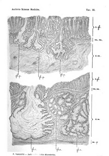 Archivio per le scienze mediche