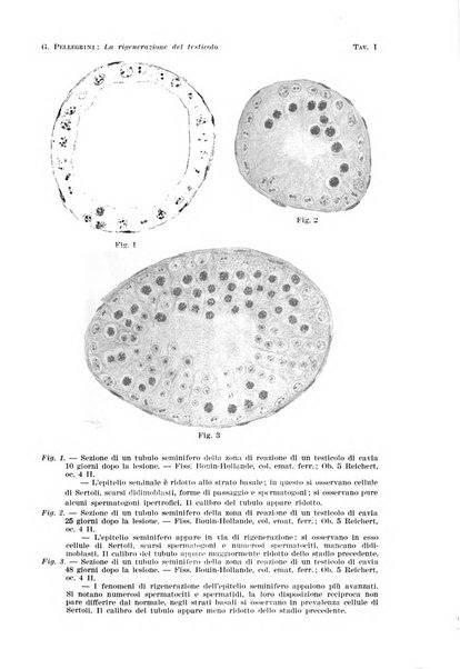 Archivio per le scienze mediche