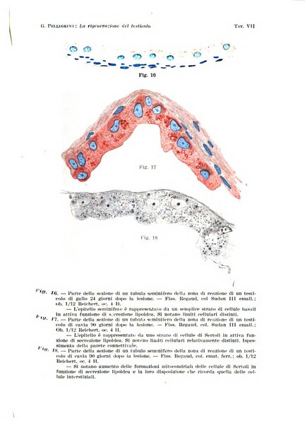 Archivio per le scienze mediche