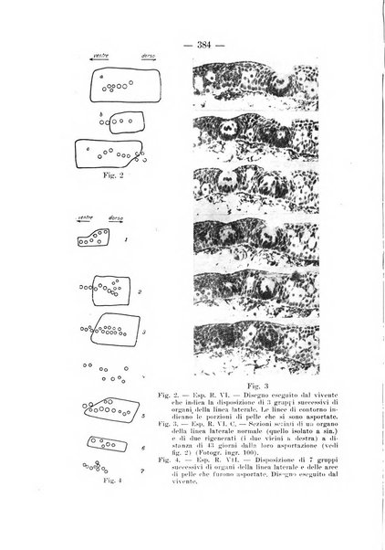 Archivio per le scienze mediche