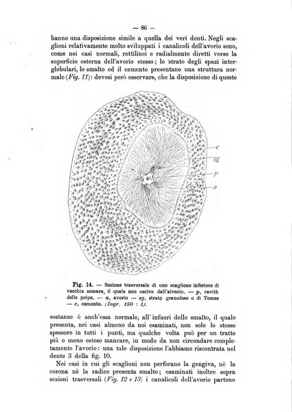 Archivio scientifico della Reale Società ed Accademia veterinaria italiana pubblicazione mensile