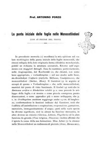 Archivio botanico pubblicato da Augusto Béguinot