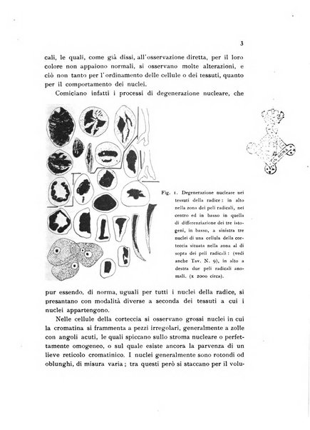 Archivio botanico pubblicato da Augusto Béguinot