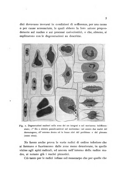 Archivio botanico pubblicato da Augusto Béguinot