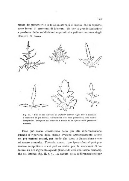 Archivio botanico pubblicato da Augusto Béguinot