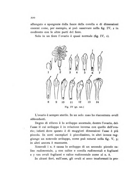 Archivio botanico pubblicato da Augusto Béguinot