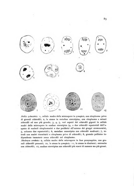 Archivio botanico pubblicato da Augusto Béguinot