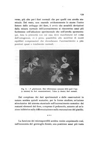 Archivio botanico pubblicato da Augusto Béguinot