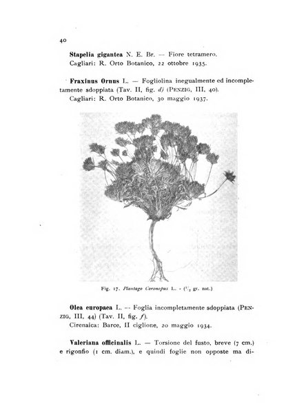 Archivio botanico pubblicato da Augusto Béguinot