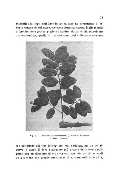 Archivio botanico pubblicato da Augusto Béguinot