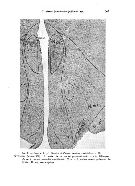 Archivio De Vecchi per l'anatomia patologica e la medicina clinica