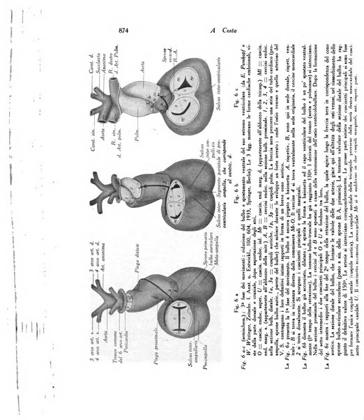 Archivio De Vecchi per l'anatomia patologica e la medicina clinica