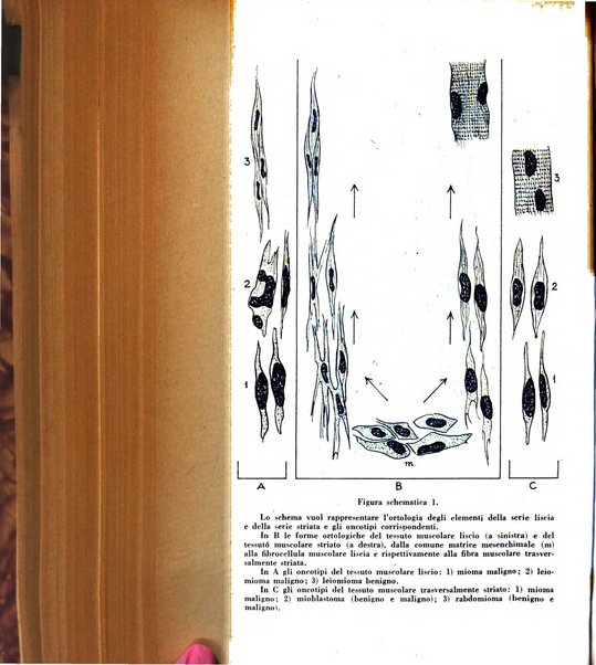 Archivio De Vecchi per l'anatomia patologica e la medicina clinica