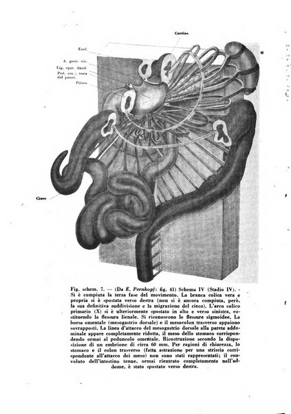 Archivio De Vecchi per l'anatomia patologica e la medicina clinica