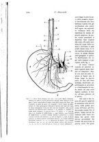 giornale/TO00177025/1905/unico/00000572