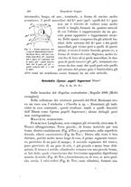 giornale/TO00177128/1904-1906/unico/00000232