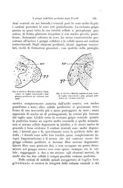 Archivio zoologico