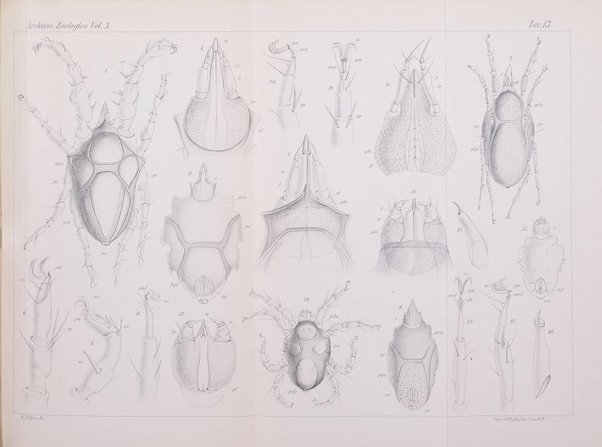 Archivio zoologico