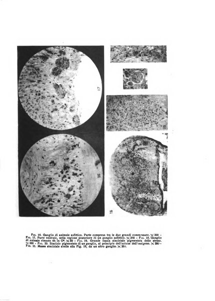 Bios rivista di biologia sperimentale e generale