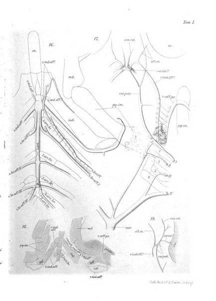 Bios rivista di biologia sperimentale e generale