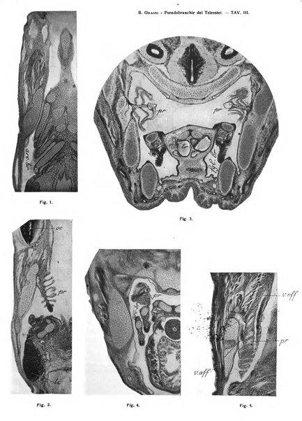 Bios rivista di biologia sperimentale e generale