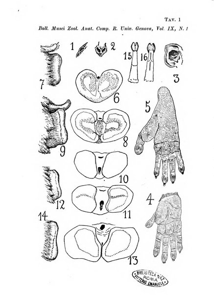 Bollettino dei Musei di zoologia e anatomia comparata della R. Università di Genova