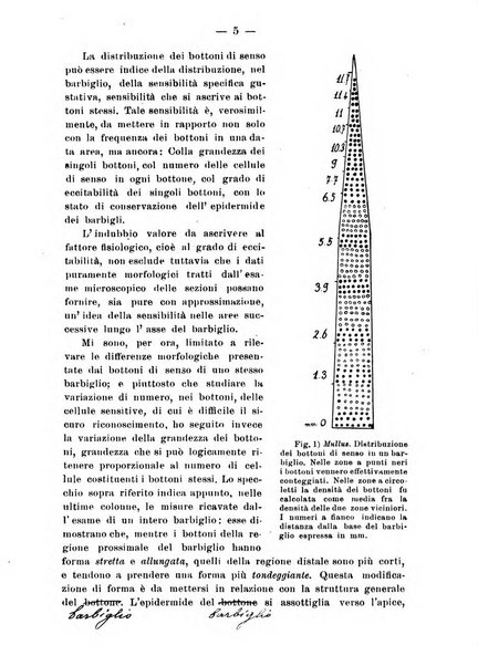Bollettino dei Musei di zoologia e anatomia comparata della R. Università di Genova