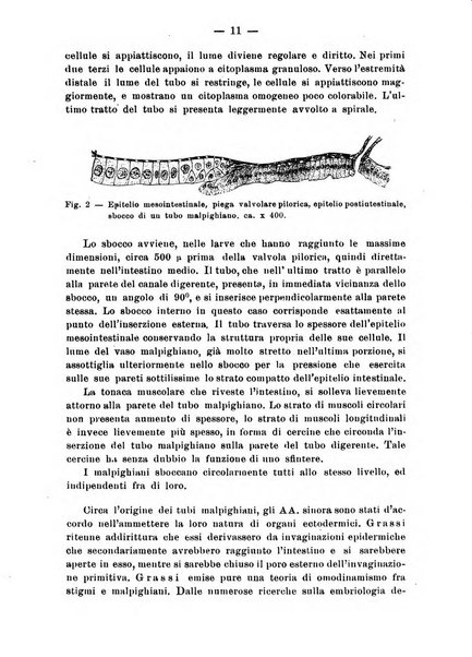 Bollettino dei Musei di zoologia e anatomia comparata della R. Università di Genova