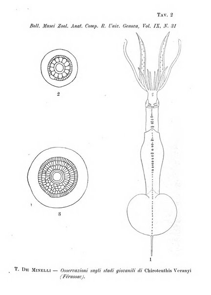 Bollettino dei Musei di zoologia e anatomia comparata della R. Università di Genova