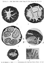 giornale/TO00178821/1930/v.10/00000037