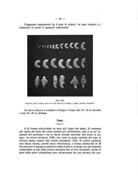 Bollettino del R. Laboratorio di entomologia agraria di Portici