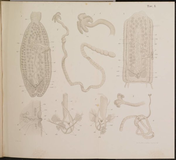 Bollettino della Società adriatica di scienze naturali in Trieste