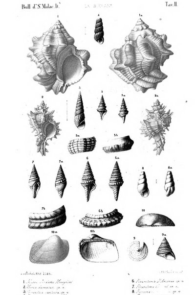 Bullettino della Societa malacologica italiana