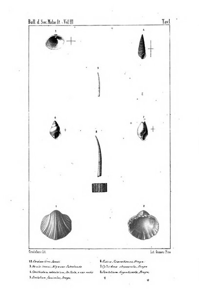 Bullettino della Societa malacologica italiana