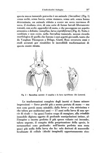 Bollettino filosofico