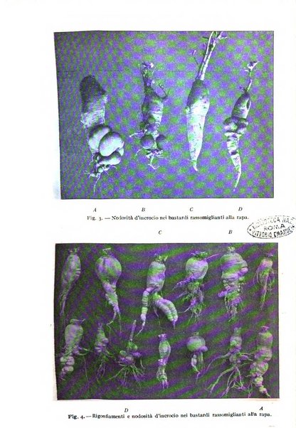 Bollettino mensile di informazioni agrarie e di patologia vegetale