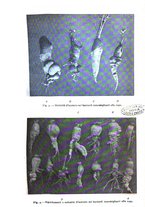 giornale/TO00179352/1914/v.5.2/00000021