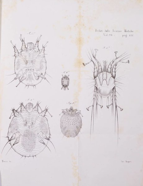 Bullettino delle scienze mediche