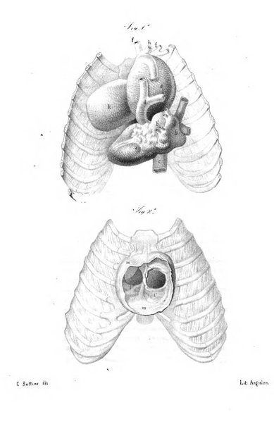 Bullettino delle scienze mediche