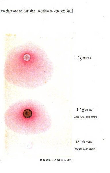 Bullettino delle scienze mediche