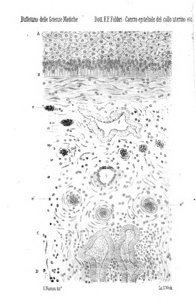 Bullettino delle scienze mediche