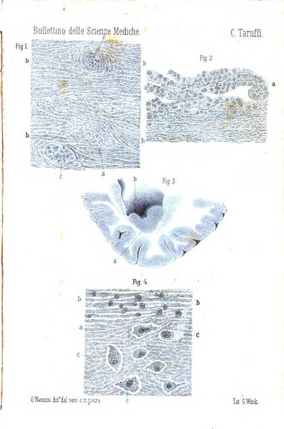 Bullettino delle scienze mediche