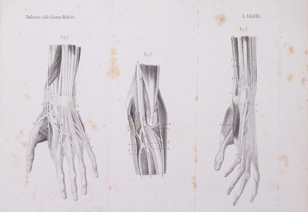 Bullettino delle scienze mediche