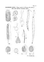 giornale/TO00181176/1937/v.3/00000075